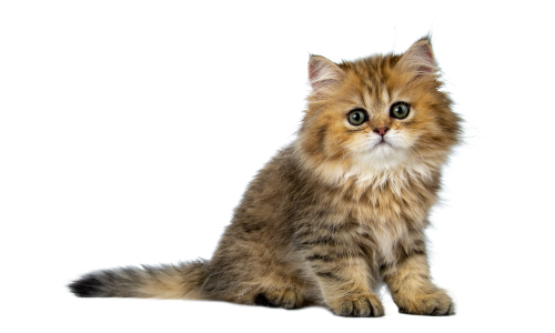 Alimentación para gatos en Castellón