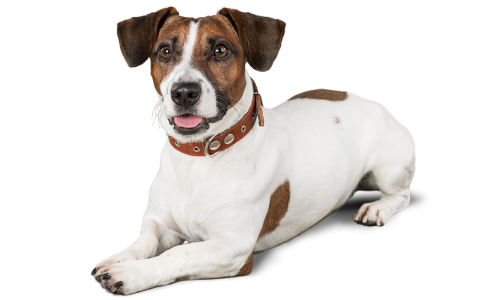 Alimentación para perros en Castellón